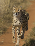 Cheetah (Acinonyx Jubatus) Rescued from Trap on Livestock Farm, Cheetah Conservation Fund, Namibia Photographie par Suzi Eszterhas/Minden Pictures