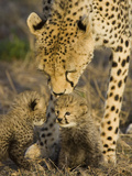 Cheetah (Acinonyx Jubatus) Mother Nuzzles Seven Day Old Cubs, Maasai Mara Reserve, Kenya Lámina fotográfica por Suzi Eszterhas/Minden Pictures Cheetah (Acinonyx Jubatus) Mother Nuzzles Seven Day Old Cubs, Maasai Mara Reserve, Kenya Lámina fotográfica por Suzi Eszterhas/Minden Pictures