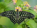 Green-Spotted Swallowtail (Graphium Tynderaeus) Butterfly, Tangkoko Batuangus Reserve, Indonesia Fotografie-Druck von Michael and Patricia Fogden/Minden Pictures