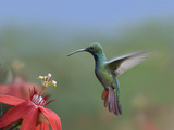 Green-Breasted Mango (Anthracothorax Prevostii) Hummingbird Male Foraging, Costa Rica Photographic Print by Tim Fitzharris/Minden Pictures