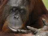 Orangutan (Pongo Pygmaeus) Female Looking at Hand, Camp Leaky, Tanjung Puting Nat'l Park, Indonesia Lámina fotográfica por Thomas Marent/Minden Pictures