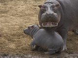 Hippopotamus (Hippopotamus Amphibius) Mother with Young Calf, Masai Mara Nat'l Reserve, Kenya Photographic Print by Suzi Eszterhas/Minden Pictures
