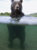Brown Bear (Ursus Arctos) in River, Kamchatka, Russia Photographic Print by Sergey Gorshkov/Minden Pictures