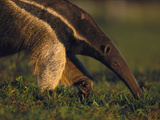 Giant Anteater (Myrmecophaga Tridactyla) Feeding on Ants, Southern Pantanal, Brazil Photographic Print by Theo Allofs/Minden Pictures