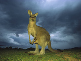 Eastern Grey Kangaroo (Macropus Giganteus) Mother under Storm Clouds with Joey in Pouch, Australia Photographic Print by Ingo Arndt/Minden Pictures
