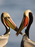 Brown Pelican (Pelecanus Occidentalis) Pair Interacting, California Fotografie-Druck von Tom Vezo/Minden Pictures
