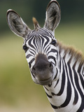 Burchell's Zebra (Equus Burchellii) Portrait, Masai Mara, Kenya Photographic Print by Suzi Eszterhas/Minden Pictures