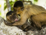 Brown Capuchin (Cebus Apella) Biting Adult, Brazil Fotografie-Druck von Luciano Candisani/Minden Pictures