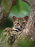 Portrait of Orphaned Wild Margay (Leopardus Wiedii) Kitten, Costa Rica Photographic Print by Gerry Ellis