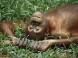 Orangutan (Pongo Pygmaeus) Laying in Grass with Head Tilted Back, Borneo Lámina fotográfica por Konrad Wothe Orangutan (Pongo Pygmaeus) Laying in Grass with Head Tilted Back, Borneo Lámina fotográfica por Konrad Wothe