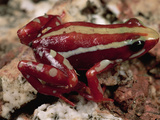 Phantasmal Poison Dart Frog (Epipedibates Tricolor) Near Cuenca, Ecuador Photographic Print by Mark Moffett