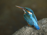 Kingfisher (Alcedo Atthis) Female, Bandhavgarh Nat'l Park, India Photographic Print by Theo Allofs/Minden Pictures