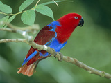 Eclectus Parrot (Eclectus Roratus) Male, Papua New Guinea Photographie par Thomas Marent/Minden Pictures