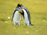 King Penguin (Aptenodytes Patagonicus), Volunteer Point, East Falkland Island, Falkland Islands Fotografie-Druck von Luciano Candisani/Minden Pictures