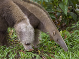 Giant Anteater (Myrmecophaga Tridactyla) Foraging for Insects, Amazon Ecosystem, Peru Photographic Print by Ingo Arndt/Minden Pictures