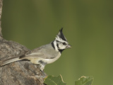 Bridled Titmouse (Baeolophus Wollweberi) Portrait, Arizona Fotografie-Druck von Tom Vezo/Minden Pictures