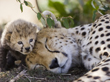 Cheetah (Acinonyx Jubatus) Mother and Seven Day Old Cub, Maasai Mara Reserve, Kenya Fotografisk tryk af Suzi Eszterhas/Minden Pictures Cheetah (Acinonyx Jubatus) Mother and Seven Day Old Cub, Maasai Mara Reserve, Kenya Fotografisk tryk af Suzi Eszterhas/Minden Pictures