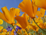 California Poppy (Eschscholzia Californica) Flowers, Antelope Valley, California Photographic Print by Tim Fitzharris/Minden Pictures