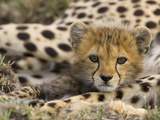 Cheetah (Acinonyx Jubatus) Cub Portrait, Maasai Mara Reserve, Kenya Fotografie-Druck von Suzi Eszterhas/Minden Pictures