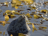 Harbor Seal or Common Seal (Phoca Vitulina) Photographic Print by Gerry Ellis