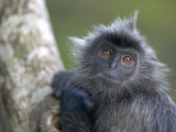 Silvered Leaf Monkey (Trachypithecus Cristatus) in Tree, Kuala Selangor A178Reserve, Malaysia Photographic Print by Cyril Ruoso