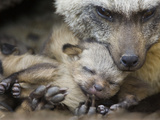 Bat-Eared Fox (Otocyon Megalotis) with Thirteen Day Old Pup, Masai Mara, Kenya Photographic Print by Suzi Eszterhas/Minden Pictures