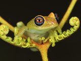 Green Bright-Eyed Frog (Boophis Viridis) on a Fern, Andasibe-Mantadia Nat'l Park, Madagascar Photographic Print by Thomas Marent/Minden Pictures
