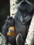 Crested Langur (Semnopithecus Cristatus) Female and Her Two Young in a Tree Photographic Print by Cyril Ruoso
