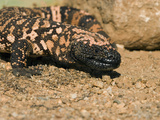 Gila Monster (Heloderma Suspectum) Sonoran Desert, Arizona Fotografie-Druck von Tom Vezo/Minden Pictures