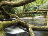 Fig (Ficus Sp.) Tree and Rio Grande Waterfall, Brazil Fotografie-Druck von Luciano Candisani/Minden Pictures