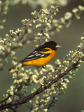 Baltimore Oriole (Icterus Galbula) Male Perching in Tree, Long Island, New York Photographic Print by Tom Vezo/Minden Pictures