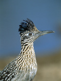 Greater Roadrunner (Geococcyx Californianus) Portrait, Green Valley, Arizona Photographic Print by Tom Vezo/Minden Pictures