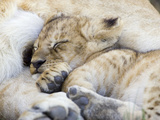 African Lion (Panthera Leo)Cub Playing with Adult Male, Vulnerable, Masai Mara Nat'l Reserve, Kenya Photographic Print by Suzi Eszterhas/Minden Pictures
