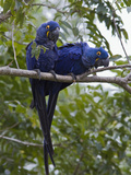 Hyacinth Macaw (Anodorhynchus Hyacinthinus) Pair, Pantanal, Brazil Photographie par Suzi Eszterhas/Minden Pictures