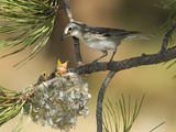 Plumbeous Vireo (Vireo Plumbeus) Parent Feeding Chicks in Nest, White Mountains, Arizona Fotografie-Druck von Tom Vezo/Minden Pictures