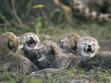 Cheetah (Acinonyx Jubatus) Five Day Old Cubs Calling for Mother, Maasai Mara Reserve, Kenya Photographic Print by Suzi Eszterhas/Minden Pictures