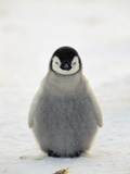 Emperor Penguin (Aptenodytes Forsteri) Chick, Antarctica Lámina fotográfica por Konrad Wothe Emperor Penguin (Aptenodytes Forsteri) Chick, Antarctica Lámina fotográfica por Konrad Wothe