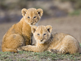 African Lion (Panthera Leo) Four to Five Week Old Cubs, Vulnerable, Masai Mara Nat'l Reserve, Kenya Photographic Print by Suzi Eszterhas/Minden Pictures