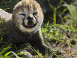 Cheetah (Acinonyx Jubatus) 5 Day Old Cubs Crawling in Grass Near Nest, Maasai Mara Reserve, Kenya Photographic Print by Suzi Eszterhas/Minden Pictures