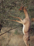 Gerenuk or Waller's Gazelle (Litocranius Walleri) Feeding in Thornbush Lámina fotográfica por Gerry Ellis