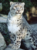 Snow Leopard (Uncia Uncia), Woodland Park Zoo, Seattle, Washington Photographic Print by Gerry Ellis