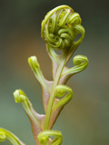 Fern Uncurling, Atlantic Forest, Sao Paulo, Brazil Fotografie-Druck von Luciano Candisani/Minden Pictures