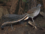 Superb Lyrebird (Menura Novaehollandiae) Male, Yarra Ranges Nat'l Park, Australia Photographic Print by Theo Allofs/Minden Pictures