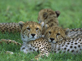 Cheetah (Acinonyx Jubatus) Older Cubs, Ngorongoro Conservation Area, Tanzania, East Africa Photographie par Suzi Eszterhas/Minden Pictures
