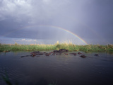 Rainbow over Hippopotamus (Hippopotamus Amphibius) Soaking in Linyanti River Photographic Print by Gerry Ellis