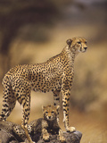 Cheetah (Acinonyx Jubatus) Mother With, Adolescents, Samburu National Reserve, Kenya Photographie par Gerry Ellis