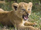 African Lion (PantheraLeo) 6 to 7 Week Old Cub Yawning, Vulnerable, Masai Mara Nat'l Reserve, Kenya Photographic Print by Suzi Eszterhas/Minden Pictures