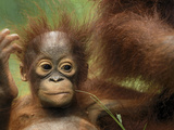 Orangutan (Pongo Pygmaeus) Baby, Camp Leaky, Tanjung Puting Nat'l Park, Indonesia Lámina fotográfica por Thomas Marent/Minden Pictures Orangutan (Pongo Pygmaeus) Baby, Camp Leaky, Tanjung Puting Nat'l Park, Indonesia Lámina fotográfica por Thomas Marent/Minden Pictures
