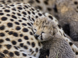 Cheetah (Acinonyx Jubatus) 7 Day Old Cub Resting Against Mother in Nest, Maasai Mara Reserve, Kenya Photographic Print by Suzi Eszterhas/Minden Pictures
