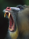 Mandrill (Mandrillus Sphinx) Adult Male Vocalizing Showing Huge Canine Teeth, Gabon Photographic Print by Cyril Ruoso